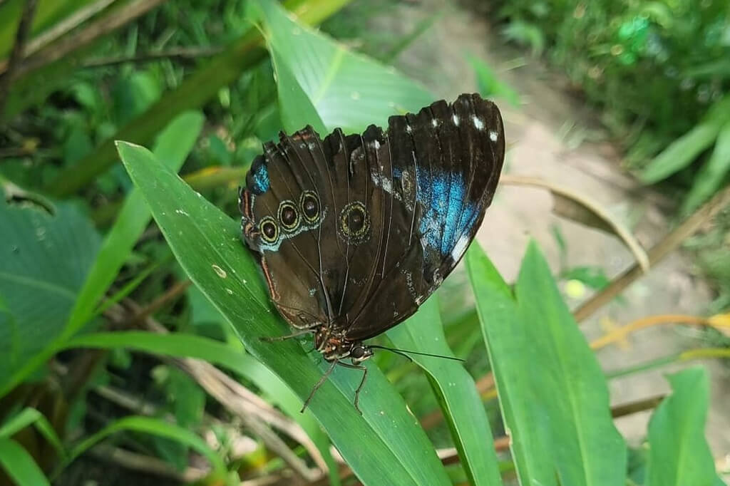 Pilpintuwasi Butterfly Farm
